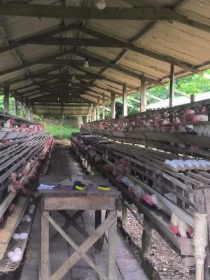 O Instituto de Proteção Ambiental do Amazonas (Ipaam) notificou seis granjas de pequeno porte, localizadas em Iranduba e Manacapuru (respectivamente, a 27 e 68 quilômetros de Manaus), solicitando a regularização ambiental dos empreendimentos. A ação faz parte da quarta fase da Operação Região Metropolitana, iniciada no dia 15 de maio e concluída no último sábado (24/05).