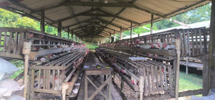 O Instituto de Proteção Ambiental do Amazonas (Ipaam) notificou seis granjas de pequeno porte, localizadas em Iranduba e Manacapuru (respectivamente, a 27 e 68 quilômetros de Manaus), solicitando a regularização ambiental dos empreendimentos. A ação faz parte da quarta fase da Operação Região Metropolitana, iniciada no dia 15 de maio e concluída no último sábado (24/05).