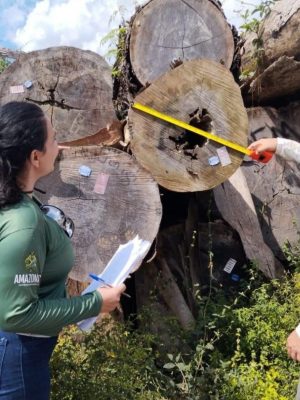 O Ipaam licenciou, em agosto, cinco Planos de Manejo Florestal Sustentável e quatro serrarias nos municípios de Manicoré, Novo Aripuanã...